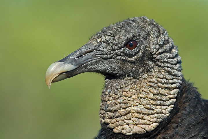 Rabengeier Coragyps atratus Black Vulture